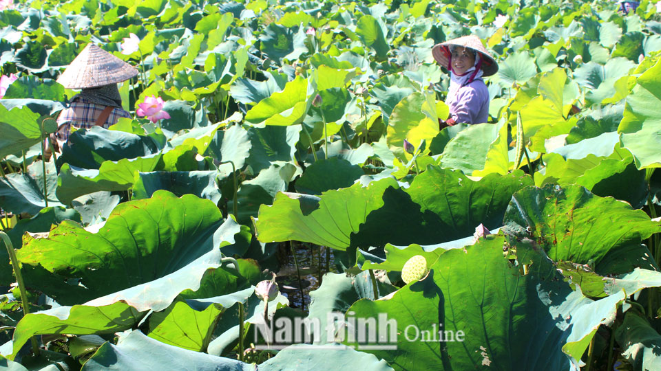 Mô hình trồng sen của gia đình ông Nguyễn Văn Đôn, xóm 16, xã Xuân Vinh tạo việc làm cho nhiều lao động.  Bài và ảnh: Lam Hồng