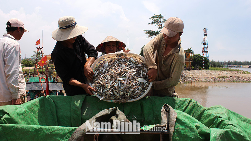 Người dân thu mua thủy sản của ngư dân tại bến cá Quần Vinh, xã Phúc Thắng (Nghĩa Hưng).