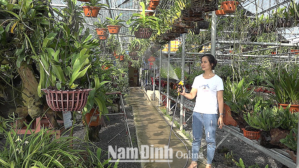 Vườn hoa lan Thùy Linh, xóm 25, xã Điền Xá (Nam Trực) có 5.000 giò lan các loại, doanh thu mỗi năm trên 1 tỷ đồng.