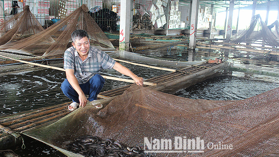 Bình quân mỗi năm anh Nguyễn Văn Sơn, thị trấn Quỹ Nhất (Nghĩa Hưng) lãi 1,5 tỷ đồng từ nuôi cá bống bớp.