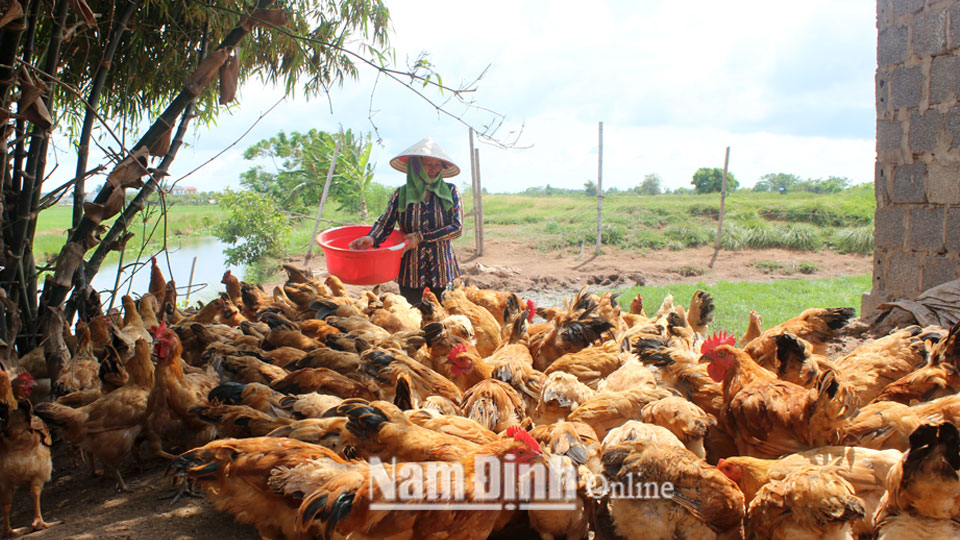 Gia đình ông Trần Văn Đích, xóm Xuân Phong, xã Giao Xuân (Giao Thủy) phát triển mô hình nuôi gà, cá mang lại hiệu quả kinh tế cao.
