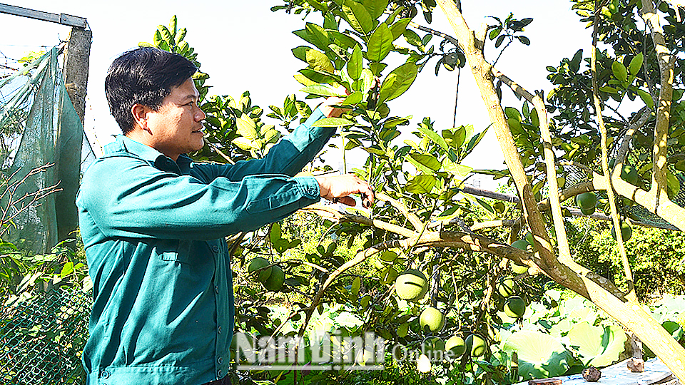 Từ nguồn vốn vay của Quỹ TDND Hải Phương (Hải Hậu), anh Chu Văn Dương ở xóm 12, xã Hải Phương đã có vốn đầu tư trang trại tổng hợp, thu nhập hàng trăm triệu đồng mỗi năm.