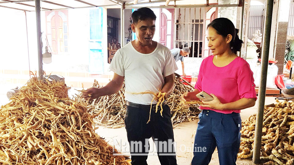 Mô hình phát triển trồng cây dược liệu đinh lăng của ông Nguyễn Văn Khẩn, xóm 4, xã Hải Ninh đã tạo việc làm cho hơn 20 hộ gia đình với hiệu quả thu nhập cao.