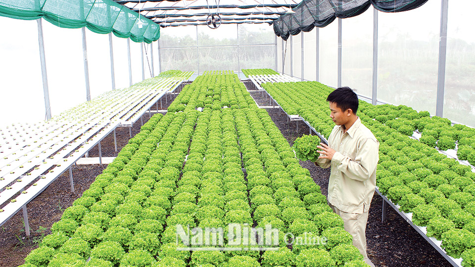 Anh Lê Tiến Đạt, xóm 7, xã Hải Cường (Hải Hậu) đầu tư hơn 700 triệu đồng trồng rau công nghệ cao. Ảnh: Ngọc Ánh