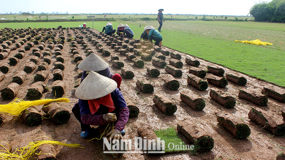 Nông dân xã Nam Thắng thu hoạch cỏ Nhật.