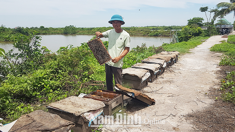 Anh Phạm Quang Hưng, xã Giao Thiện (Giao Thủy) kiểm tra và chăm sóc đàn ong mật của gia đình.