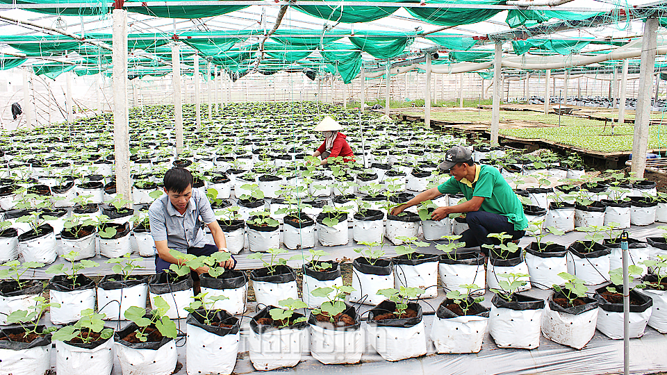 Mô hình trồng dưa lưới công nghệ cao tại xóm Liên Phong, xã Giao Phong (Giao Thủy).