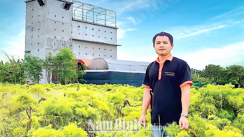Đảng viên Đinh Văn Thuận (35 tuổi) chi bộ xóm Nam Châu, xã Hải Đông (Hải Hậu) thành công với mô hình trồng cây đinh lăng dược liệu và nuôi yến.