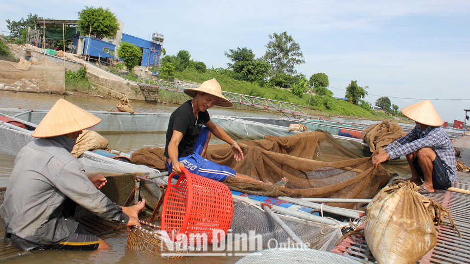 Hộ ông Chu Văn Bảo, xã Mỹ Tân (Mỹ Lộc) tận dụng lợi thế gần sông Hồng để phát triển nuôi cá lồng.