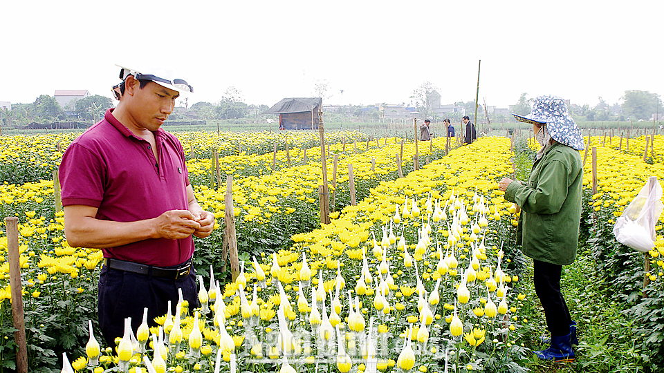 Nông dân xã Mỹ Tân (Mỹ Lộc) ứng dụng khoa học công nghệ vào trồng hoa mang lại hiệu quả cao. Ảnh: Hoàng Tuấn