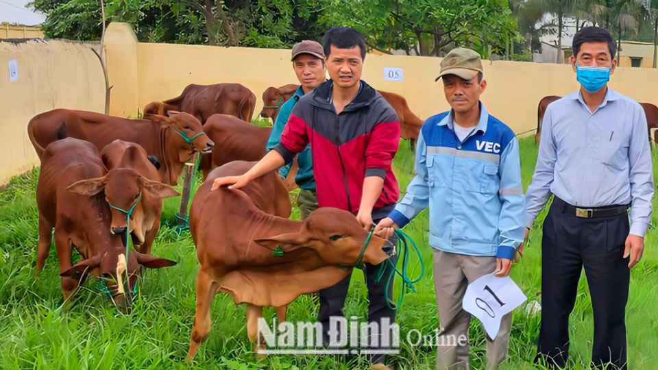 Nhờ được hỗ trợ từ dự án, nhiều hộ nghèo trên địa bàn xã Nam Hùng có điều kiện phát triển chăn nuôi, tăng thu nhập cho gia đình.