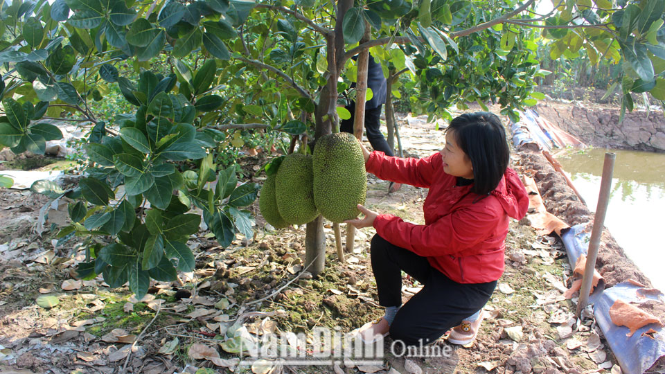 Chị Mai Thị Hường, xóm 7, xã Hải Hưng với mô hình trồng hoa quả sạch.