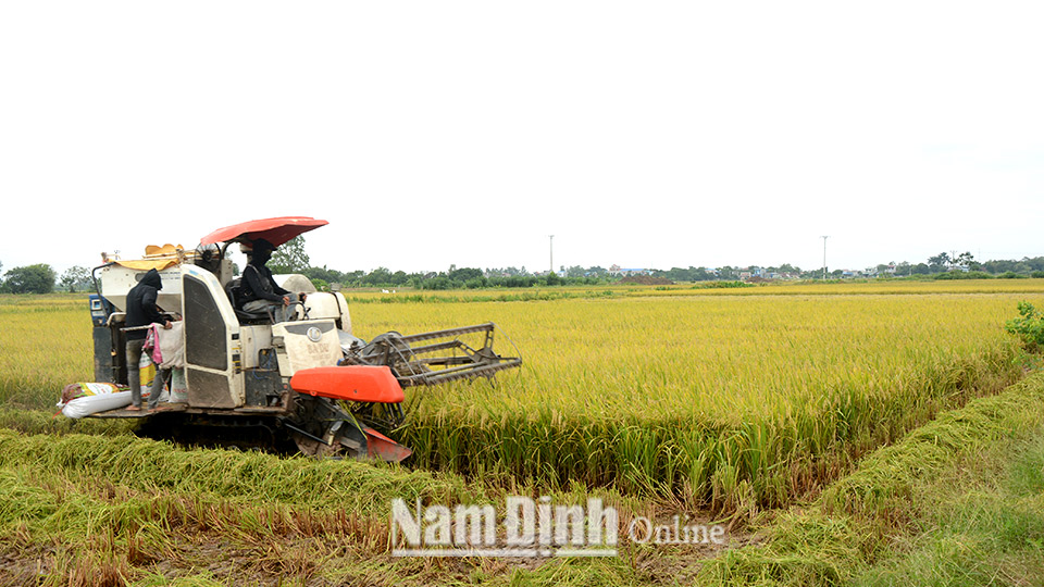 Nông dân xã Giao Tiến (Giao Thủy) thu hoạch lúa mùa trước bão số 7.  Ảnh: Văn Đại