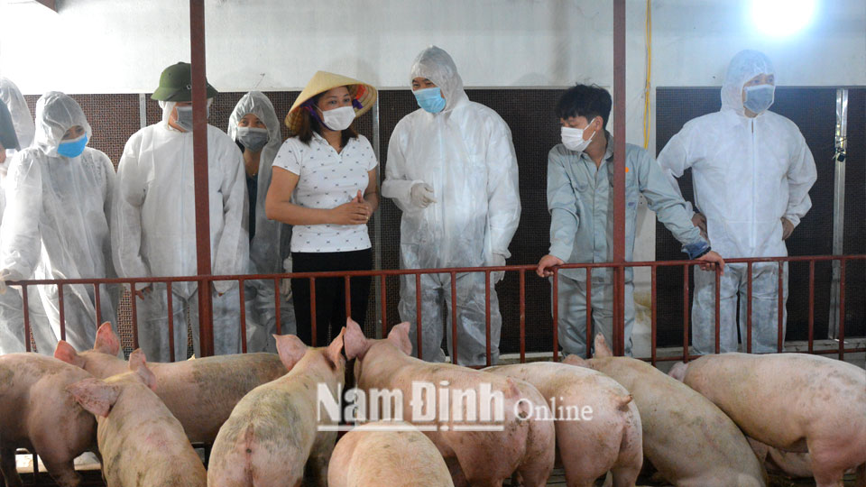 Cán bộ thú y Sở NN và PTNT và huyện Hải Hậu kiểm tra tình hình đàn lợn sau tiêm phòng vụ thu tại xã Hải Lý.