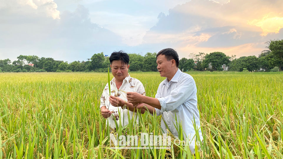 Cán bộ, nhân dân thôn Đông Phú, xã Yên Thành tích cực áp dụng tiến bộ khoa học kỹ thuật nâng cao năng suất cây trồng, vật nuôi.