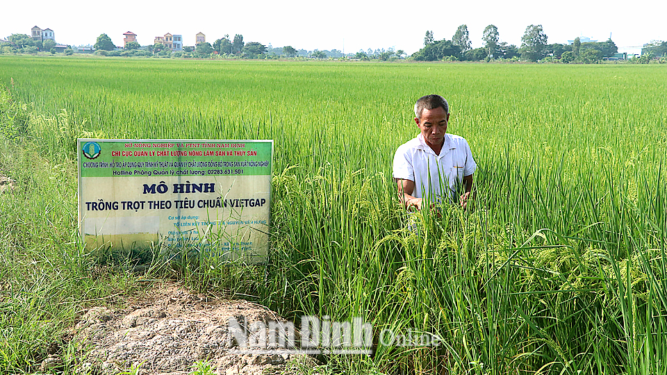 Cánh đồng lớn trồng lúa theo tiêu chuẩn VietGAP của vợ chồng chị Đỗ Thị Thảo, xã Tam Thanh (Vụ Bản).