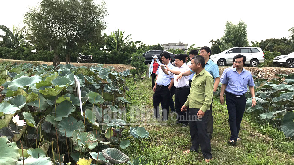 Đoàn công tác của Bộ Khoa học và Công nghệ tham quan mô hình trồng sen lấy củ tại xã Minh Tân (Vụ Bản). Ảnh: Do cơ sở cung cấp