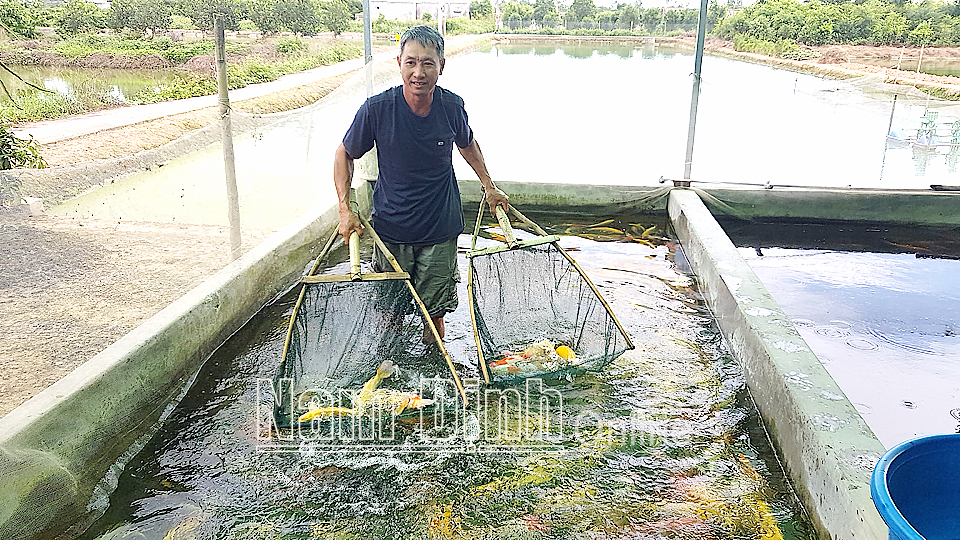 Ông Trần Văn Huy, xóm Kim, xã Mỹ Thắng kiểm tra quá trình sinh trưởng của cá cảnh.