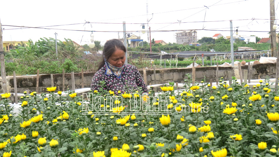 Chị Nguyễn Thị Ngát, làng Hồng Hà, xã Mỹ Tân (Mỹ Lộc) chăm sóc vườn hoa cúc chuẩn bị cho thu hoạch.