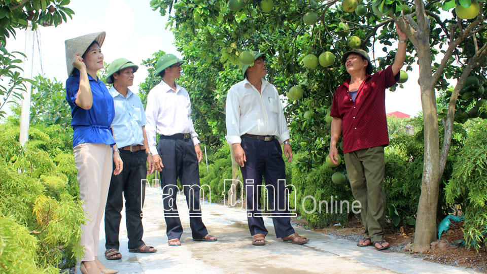 Cán bộ Hội Nông dân  Hải Hậu  tham quan mô hình chuyển đổi cơ cấu  cây trồng  của ông  Bùi Văn Sớm, xã Hải Quang.