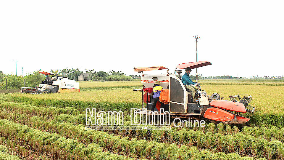 Thu hoạch lúa tại vùng sản xuất hàng hóa của Công ty TNHH Cường Tân ở xã Trực Thái (Trực Ninh).