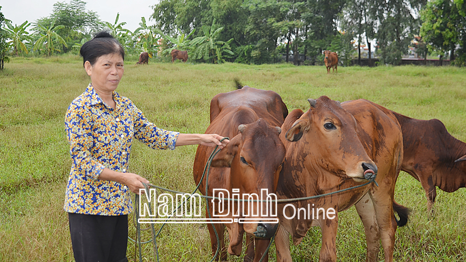 Từ nguồn vốn vay ưu đãi của Ngân hàng CSXH huyện Ý Yên, cô Hà Thị Biên ở thôn Bến, xã Yên Khánh đã đầu tư nuôi bò sinh sản, tạo thu nhập ổn định cho gia đình, vươn lên thoát nghèo.