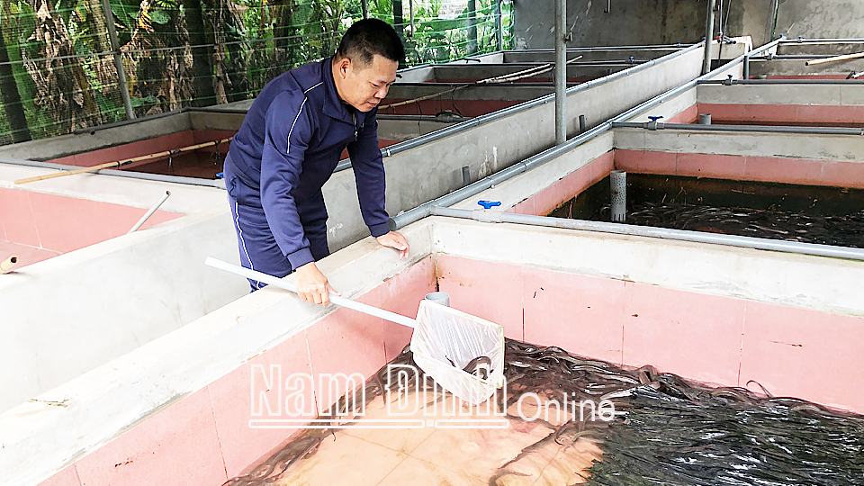 Mô hình nuôi lươn không bùn trên bể xi măng của anh Phạm Thế Thành, xã Hải Giang (Hải Hậu).