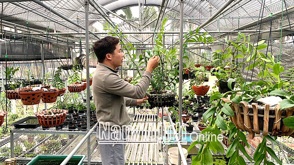 Mô hình trồng hoa lan áp dụng hệ thống tưới phun sương tự động của anh Ngô Văn Thuận, xã Hải Tân (Hải Hậu).