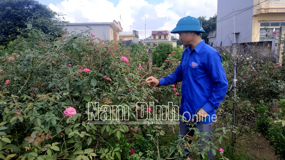 Chăm sóc hoa, cây cảnh tại xóm Tiền Phong 2, xã Nam Mỹ.