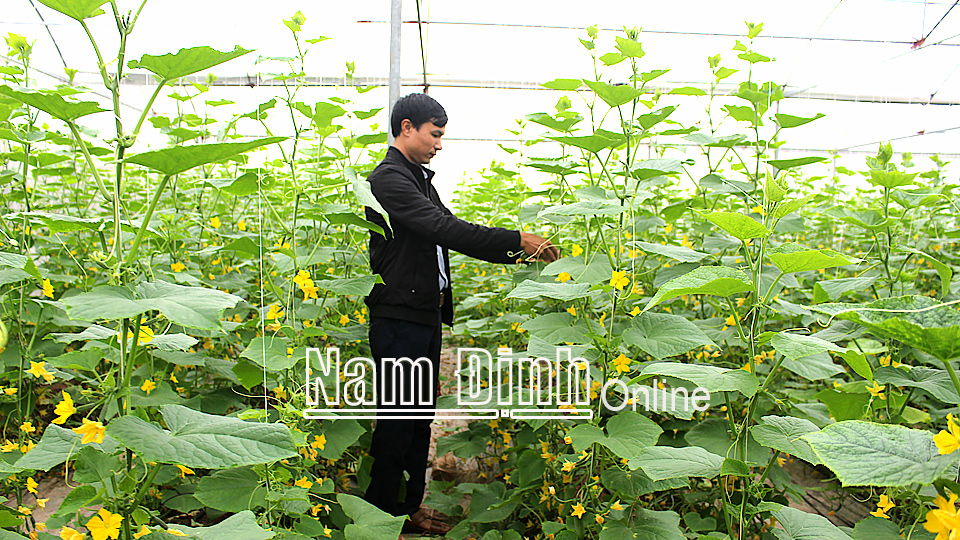 Mô hình trồng dưa chuột an toàn trong nhà lưới tại thị trấn Quỹ Nhất (Nghĩa Hưng).