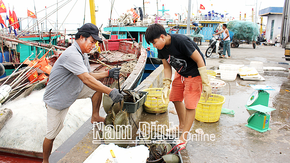 Ngư dân xã Hải Triều trở về cảng cá Ninh Cơ, thị trấn Thịnh Long (Hải Hậu).