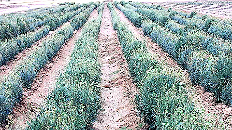 Một vườn cúc cao su trồng để chiết xuất mủ ở Mỹ. (Ảnh: DAFWA).