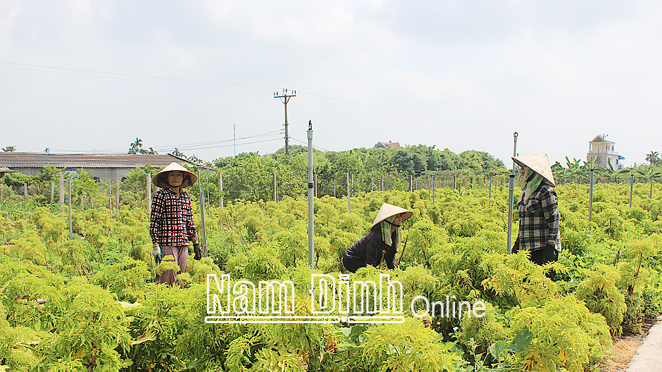 Mô hình trồng cây đinh lăng dược liệu của ông Bùi Văn Sớm, xã Hải Quang (Hải Hậu) tạo việc làm thường xuyên cho 20 lao động.
