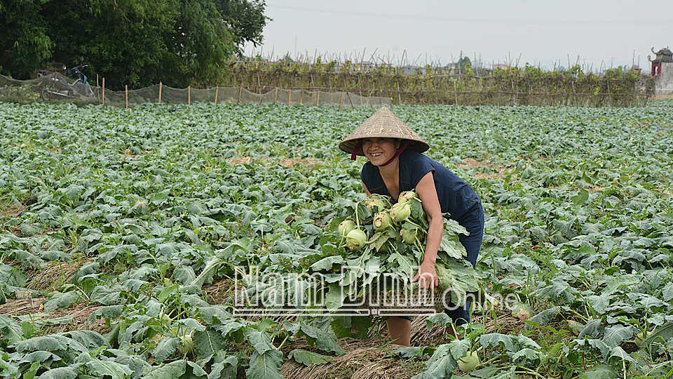 Nông dân xã Yên Dương (Ý Yên) thu hoạch su hào vụ đông sớm.