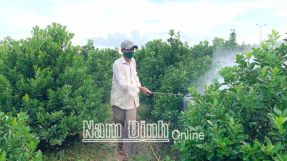 Chăm sóc cây cảnh tại làng hoa cây cảnh xã Nam Phong (thành phố Nam Định).