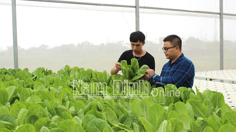 Sản xuất rau sạch trong nhà lưới tại xã Nam Phong (thành phố Nam Định).  Bài và ảnh: Ngọc Ánh