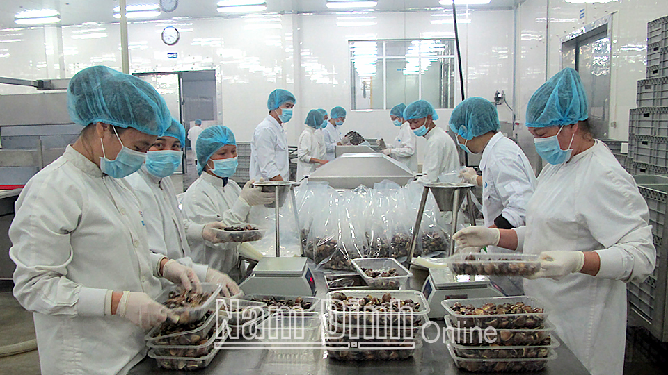 Chế biến ngao xuất khẩu tại Công ty Thủy sản Lenger Việt Nam (thành phố Nam Định).  