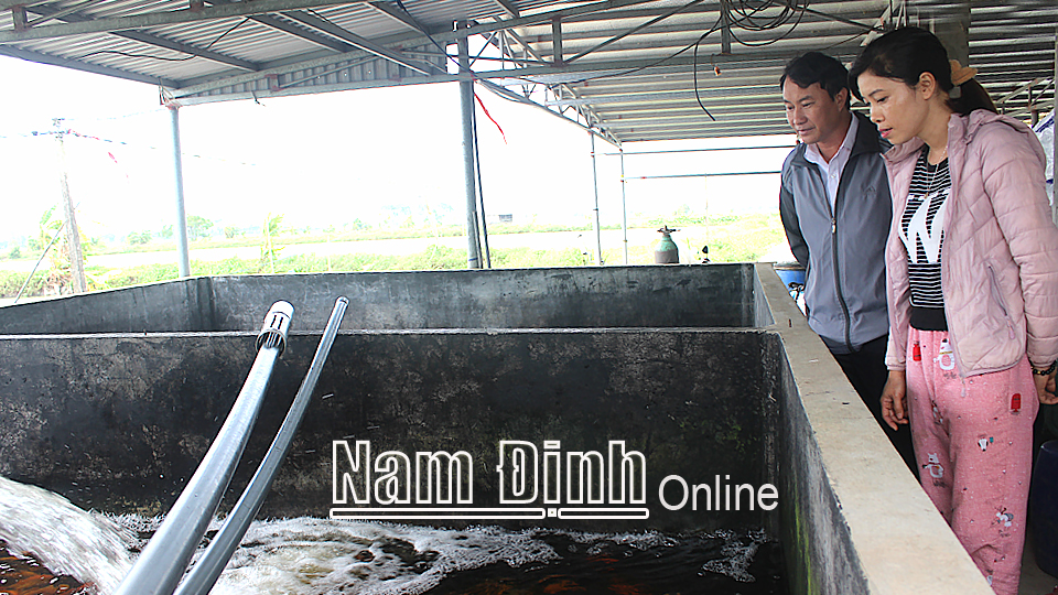 Mô hình nuôi cá Koi của gia đình anh Phạm Đức Thuần, thôn Phong Cốc, xã Tân Khánh mang lại hiệu quả kinh tế cao.
