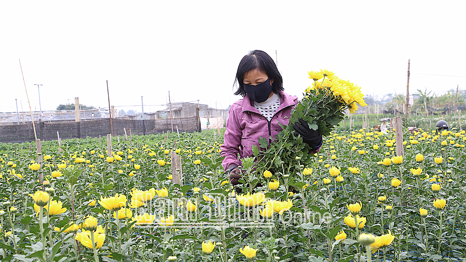 Người dân làng hoa Phù Long, xã Nam Phong (thành phố Nam Ðịnh) chăm sóc vườn hoa đón Tết Nguyên đán 2021.
