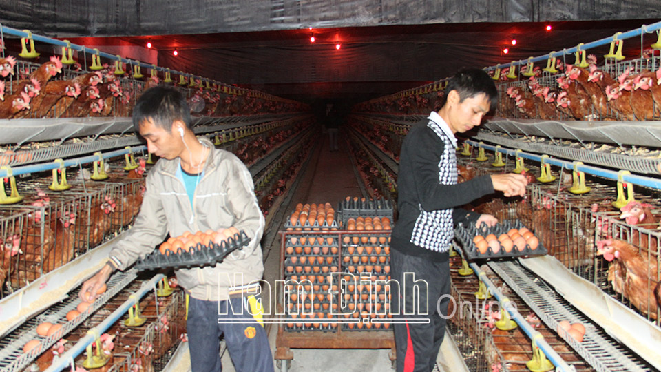 Trang trại nuôi gà quy mô công nghiệp của anh Bùi Hữu Nam, xã Mỹ Trung (Mỹ Lộc).  Bài và ảnh: Nguyễn Hương
