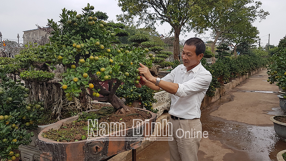 Nghệ nhân Quốc gia Phạm Minh Châu, xóm 2, xã Nam Toàn (Nam Trực) chăm sóc quất trong nhà vườn.