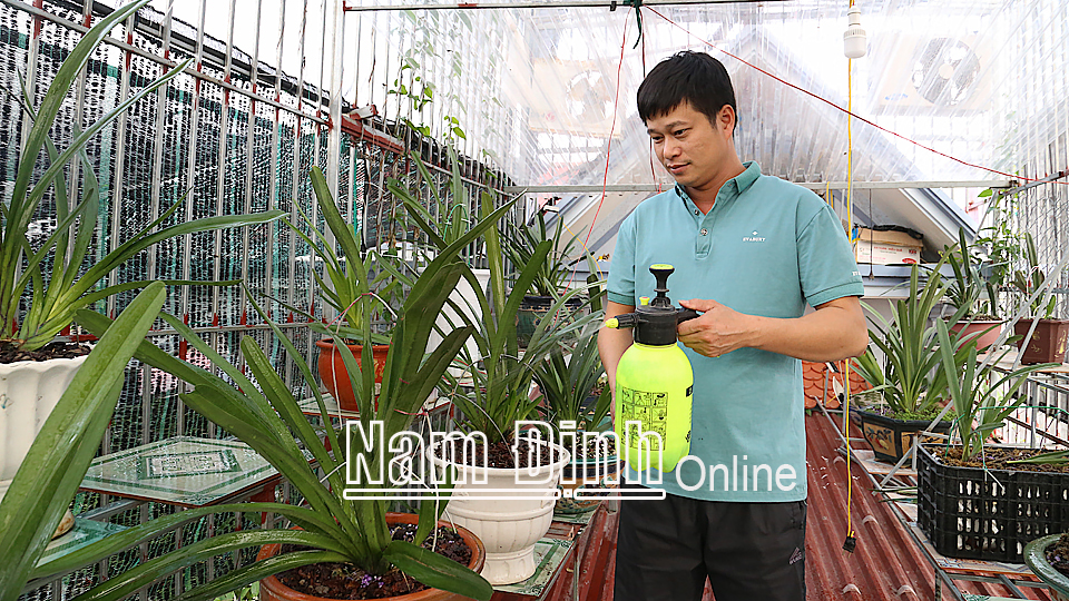 Anh Nguyễn Văn Tài, xã Giao Hà (Giao Thủy) chăm sóc vườn lan kiếm Vỵ Hoàng.
