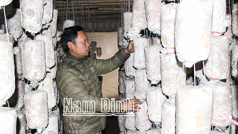 Anh Vũ Văn Bằng, xã Trực Thái (Trực Ninh) kiểm tra khu sản xuất nấm.