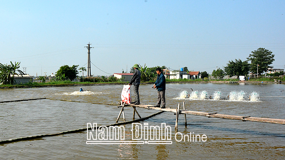 Các hộ nuôi thủy sản tại xã Xuân Hòa (Xuân Trường) chú trọng cân đối nguồn thức ăn bảo đảm đủ lượng dinh dưỡng tăng sức đề kháng cho đàn cá chống chịu tốt với điều kiện thời tiết rét đậm, rét hại.