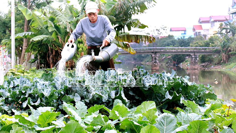 Ông Doãn Ngọc Quế tổ dân phố số 6 chăm sóc vườn rau vụ đông.  Bài và ảnh: Hồng Minh