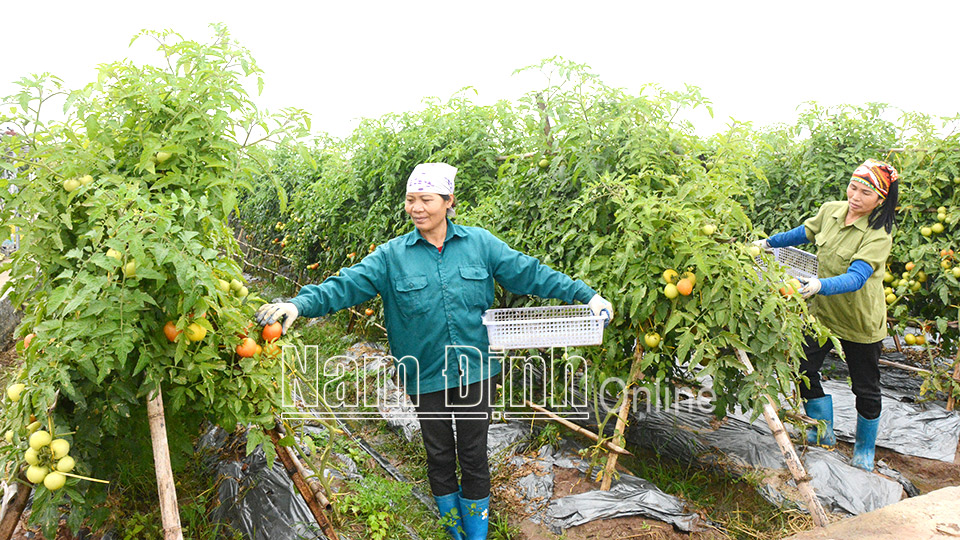 Sản xuất rau sạch đạt tiêu chuẩn OCOP tại xã Yên Lương (Ý Yên).  Bài và ảnh: Văn Đại