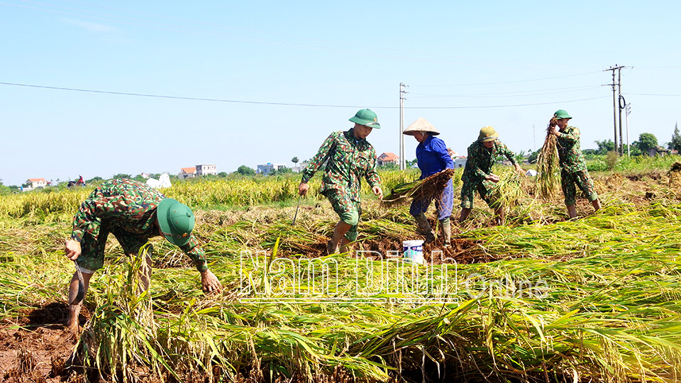 Cán bộ, chiến sĩ Đồn Biên phòng Ba Lạt giúp dân gặt lúa sau cơn bão  số 7-2020.