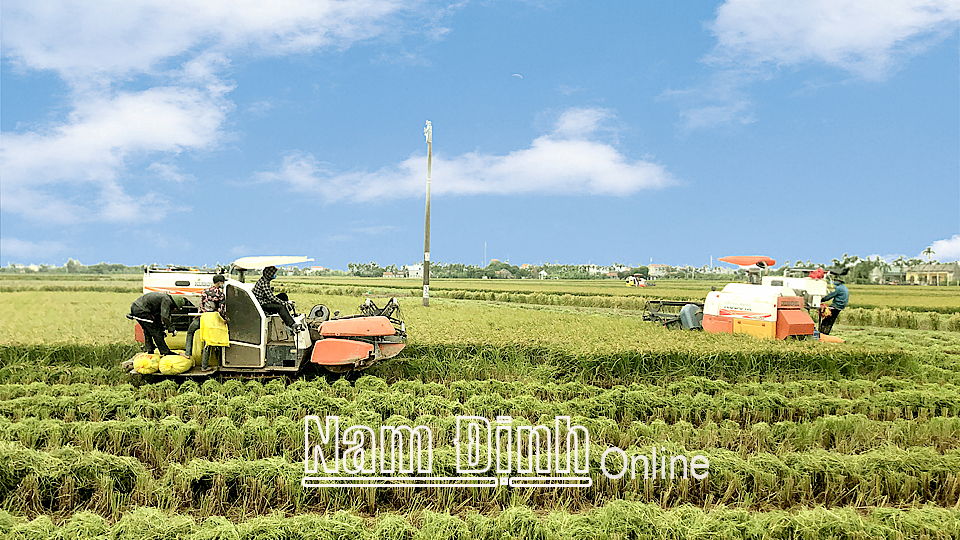 Thu hoạch lúa giống M1 của Công ty TNHH Cường Tân tại xã Trực Thái, huyện Trực Ninh 