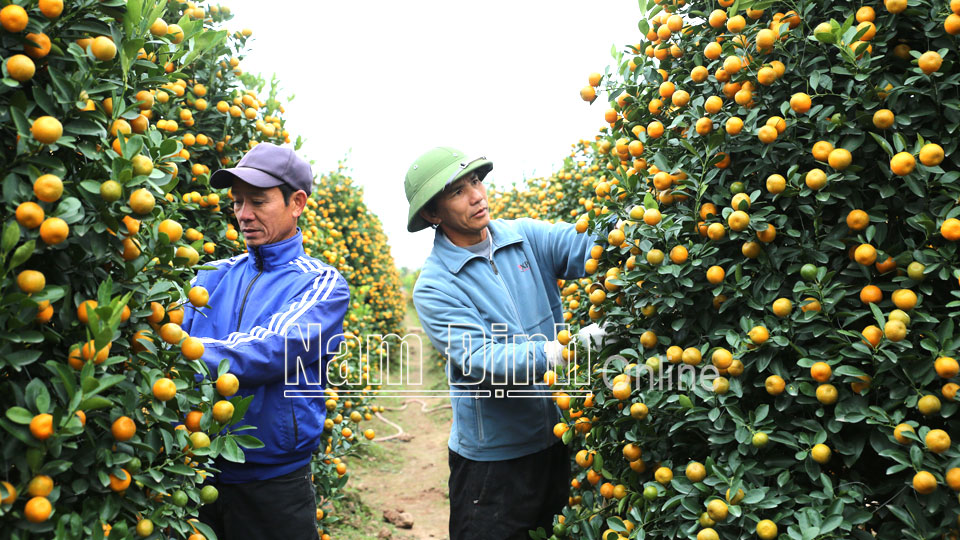 Nông dân xã Nam Phong (thành phố Nam Định) chăm sóc vườn quất cảnh phục vụ Tết Nguyên đán 2021.  Ảnh: Viết Dư