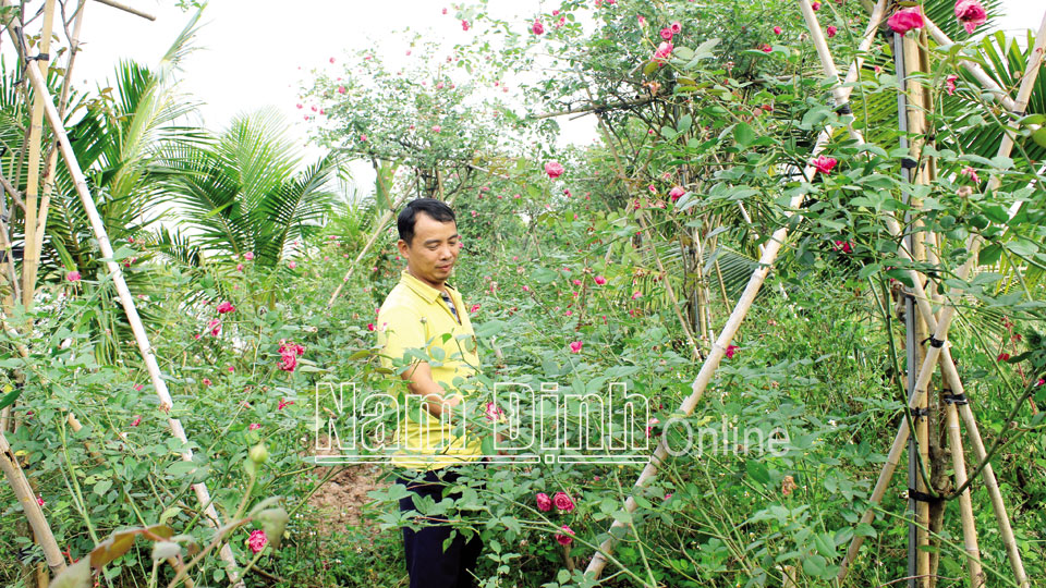 Anh Nguyễn Văn Nam, xóm 7, xã Hải Cường (Hải Hậu) chăm sóc hoa hồng.